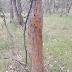 Eucalyptus macrorhyncha at Mulligans Flat - 4 Nov 2023 02:56 PM