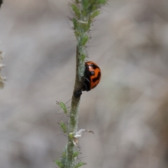 Coccinella transversalis (Transverse Ladybird) at Lyons, ACT - 14 Mar 2024 by ran452