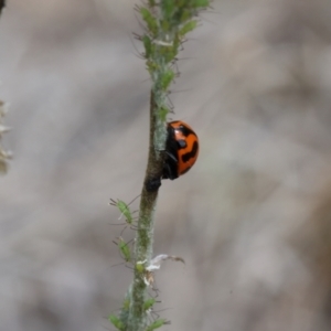 Coccinella transversalis at Lyons, ACT - 14 Mar 2024