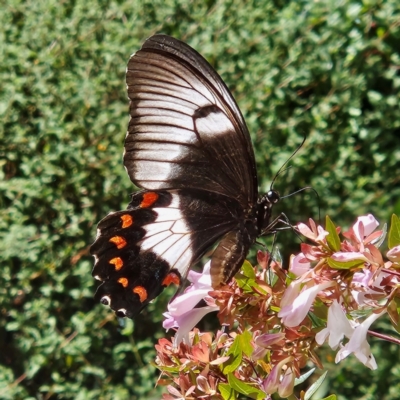 Papilio aegeus (Orchard Swallowtail, Large Citrus Butterfly) at QPRC LGA - 21 Mar 2024 by MatthewFrawley