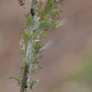 Aphididae (family) at Lyons, ACT - 14 Mar 2024