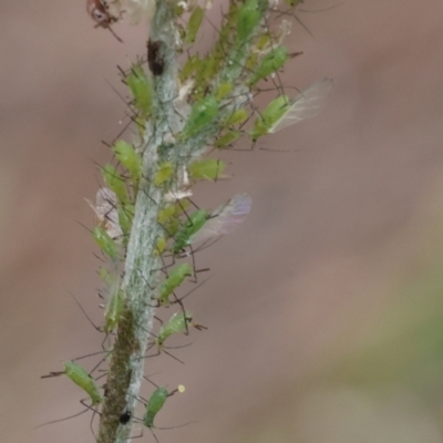 Aphididae (family) (Unidentified aphid) at Lyons, ACT - 14 Mar 2024 by ran452