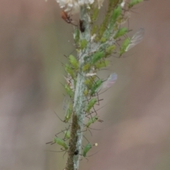 Aphididae (family) at Lyons, ACT - 14 Mar 2024