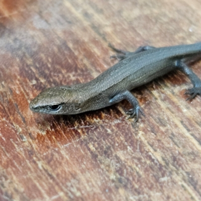 Lampropholis delicata (Delicate Skink) at QPRC LGA - 21 Mar 2024 by MatthewFrawley