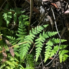 Histiopteris incisa (Bat's-Wing Fern) at suppressed - 21 Mar 2024 by Rebeccaryanactgov