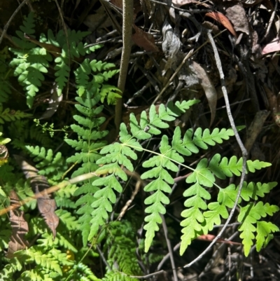 Histiopteris incisa (Bat's-Wing Fern) at Namadgi National Park - 21 Mar 2024 by Rebeccaryanactgov