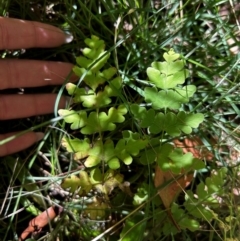 Histiopteris incisa at Namadgi National Park - 21 Mar 2024