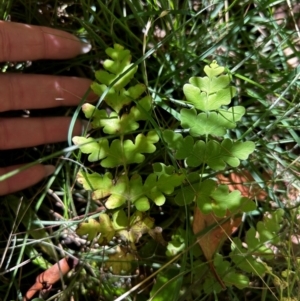 Histiopteris incisa at Namadgi National Park - 21 Mar 2024