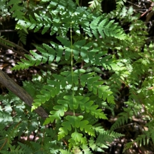 Histiopteris incisa at Namadgi National Park - 21 Mar 2024