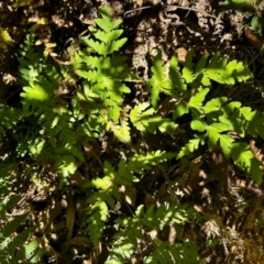 Histiopteris incisa at Namadgi National Park - 21 Mar 2024