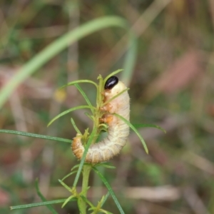 Perginae sp. (subfamily) at Lyons, ACT - 15 Mar 2024