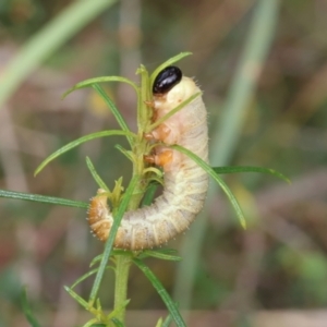 Perginae sp. (subfamily) at Lyons, ACT - 15 Mar 2024