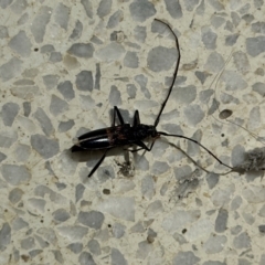 Phoracanthini sp. (tribe) (A round-neck long-beetle) at Bruce, ACT - 21 Mar 2024 by HelenaWalker