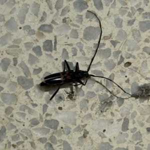 Phoracanthini sp. (tribe) at University of Canberra - 21 Mar 2024