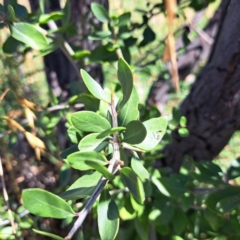 Lycium ferocissimum at Watson Green Space - 21 Mar 2024