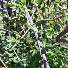 Lycium ferocissimum at Watson Green Space - 21 Mar 2024