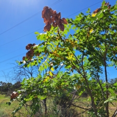 Koelreuteria paniculata (Golden Rain Tree) at Watson, ACT - 21 Mar 2024 by abread111