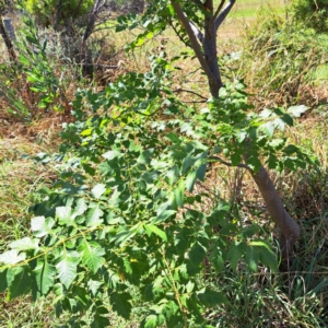 Koelreuteria paniculata at Watson Green Space - 21 Mar 2024