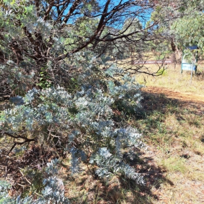 Acacia baileyana (Cootamundra Wattle, Golden Mimosa) at Watson Green Space - 21 Mar 2024 by abread111