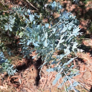 Acacia baileyana at Watson Green Space - 21 Mar 2024 01:48 PM