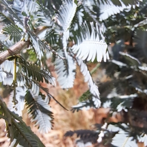 Acacia baileyana at Watson Green Space - 21 Mar 2024 01:48 PM