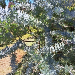 Acacia baileyana (Cootamundra Wattle, Golden Mimosa) at Watson, ACT - 21 Mar 2024 by abread111