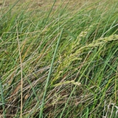 Lolium arundinaceum at Macgregor, ACT - 20 Mar 2024