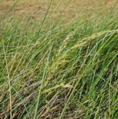 Lolium arundinaceum at Macgregor, ACT - 20 Mar 2024