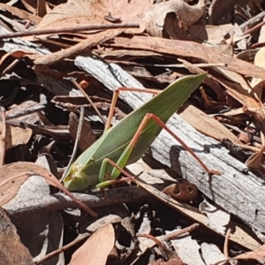 Caedicia simplex at Black Mountain - 21 Mar 2024 10:56 AM