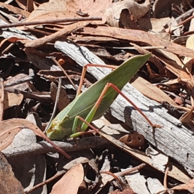 Caedicia simplex (Common Garden Katydid) at Acton, ACT - 20 Mar 2024 by Shmoy