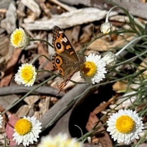 Junonia villida at Aranda, ACT - 16 Mar 2024 01:49 PM