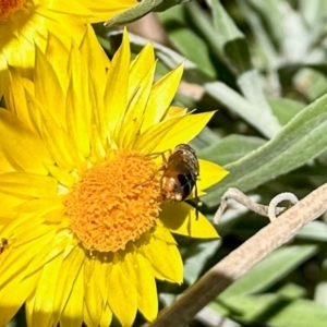 Diptera (order) at Aranda, ACT - 16 Mar 2024 01:45 PM