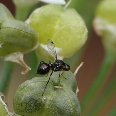 Parapalaeosepsis plebeia (Ant fly) at Hall, ACT - 18 Mar 2024 by Anna123