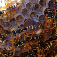Polistes (Polistes) chinensis (Asian paper wasp) at Ginninderry Conservation Corridor - 21 Mar 2024 by Kurt