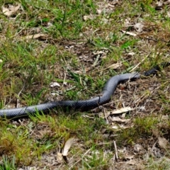 Pseudechis porphyriacus (Red-bellied Black Snake) at Strathnairn, ACT - 21 Mar 2024 by Kurt