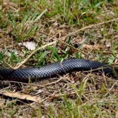 Pseudechis porphyriacus at Ginninderry Conservation Corridor - 21 Mar 2024