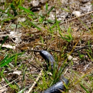 Pseudechis porphyriacus at Ginninderry Conservation Corridor - 21 Mar 2024