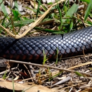 Pseudechis porphyriacus at Ginninderry Conservation Corridor - 21 Mar 2024