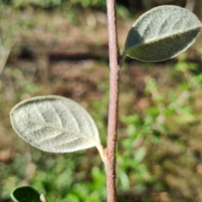 Cotoneaster pannosus (Cotoneaster) at Fadden, ACT - 21 Mar 2024 by Mike