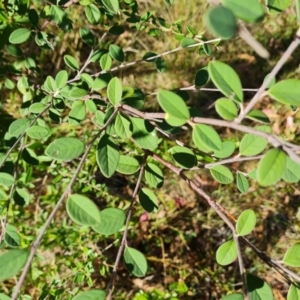 Cotoneaster pannosus at Isaacs Ridge and Nearby - 21 Mar 2024