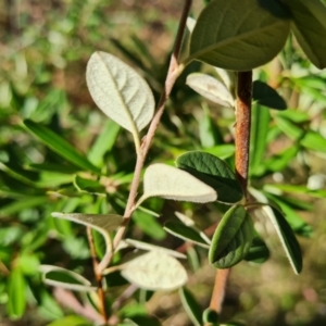 Cotoneaster pannosus at Isaacs Ridge and Nearby - 21 Mar 2024