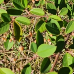 Cotoneaster glaucophyllus (Cotoneaster) at Isaacs Ridge - 21 Mar 2024 by Mike