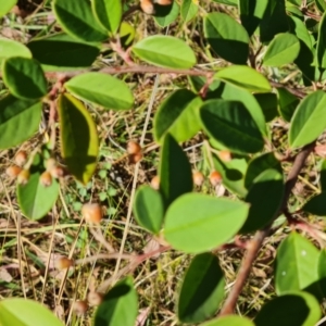 Cotoneaster glaucophyllus at Isaacs Ridge and Nearby - 21 Mar 2024