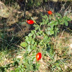 Rosa rubiginosa at Isaacs Ridge and Nearby - 21 Mar 2024 04:20 PM