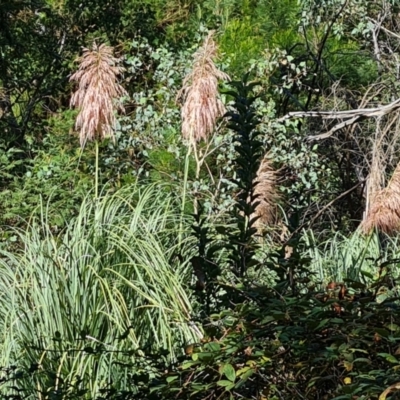 Cortaderia selloana (Pampas Grass) at Isaacs Ridge and Nearby - 21 Mar 2024 by Mike
