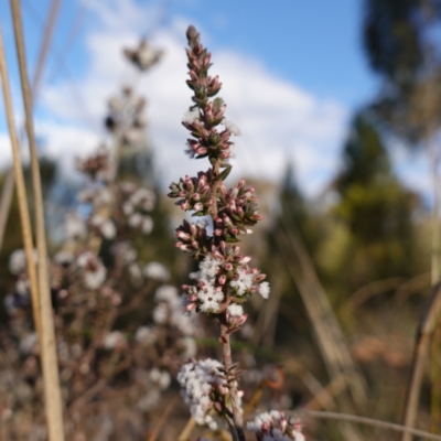 Leucopogon attenuatus (Small-leaved Beard Heath) at Block 402 - 21 Jul 2023 by RobG1