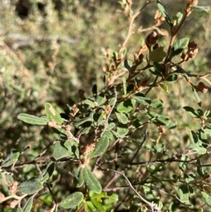 Pomaderris pallida at Rob Roy Range - suppressed