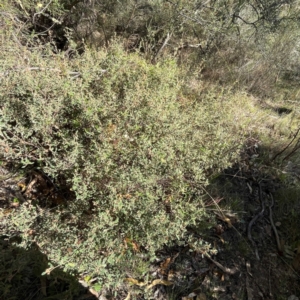 Pomaderris pallida at Rob Roy Range - suppressed