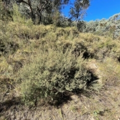 Pomaderris pallida at Rob Roy Range - 21 Mar 2024