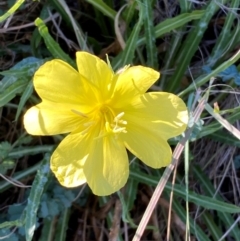 Oenothera stricta subsp. stricta (Common Evening Primrose) at Molonglo River Reserve - 20 Mar 2024 by SteveBorkowskis